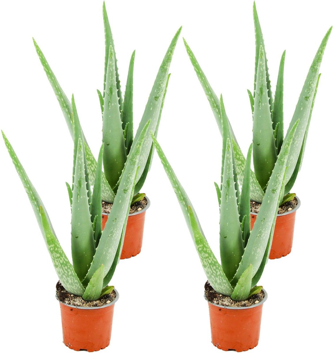 Aloë Vera - 4 Stuks - Ø 10,5 cm - Hoogte: 35 - 40cm