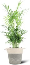 We Love Plants - Chamaedorea Elegans + Mand Samantha - 55 cm hoog - Bergpalm