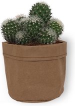 Cactus Mammilaria - ± 25 cm hoog – 12cm diameter - in bruine sierzak