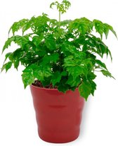 Kamerplant Radermachera Sinica – Smaragdboom - ± 20cm hoog – 12 cm diameter - in rode pot