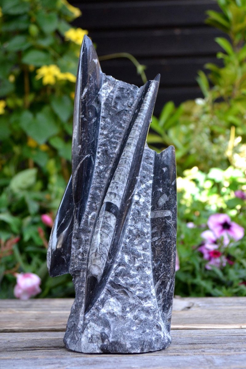 Orthoceras fossiel sculptuur - 2069 gram