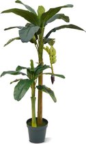 Bananenboom 180 cm x2