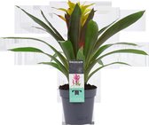 Decorum Guzmania - Kokerplant - Kamerplant - Fancy - 60cm - ø13cm