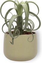 Kamerplant Tillandsia Curly Slim - Luchtplant - ± 35cm hoog - 12cm diameter - in groene sierpot