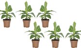 Tropische bananenplanten x 6 - Set van 6 x tropische winterharde bananenplant - 6 x Musa Oriental Dwarf - Bladverliezend- 25-40cm inclusief pot