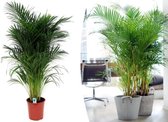 Grote Areca Palmboom 2 Stuks – Eenvoudige Verzorging – Met Luchtzuiverende Werking