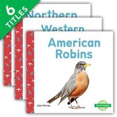 State Birds (Set)