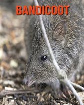 Bandicoot