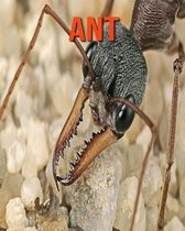 Ant