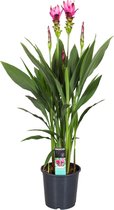 ZynesFlora - Curcuma Supreme  - Kamerplant - Ø 19 cm - ↕ Hoogte: 75-80cm – Siamese Tulp