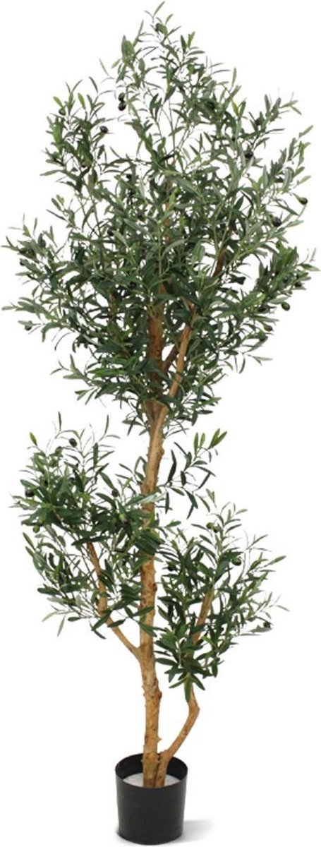 Olijfboom Promo 180cm