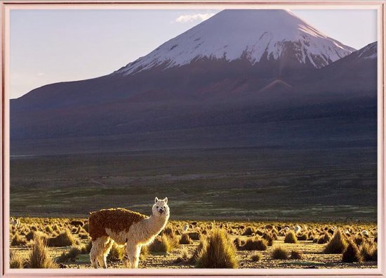 Poster Met Metaal Rose Lijst - Lama Bolivia Poster