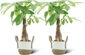 We Love Plants - Pachira Aquatica + Mand Anna - 2 stuks - 50 cm hoog - Makkelijke Kamerplant