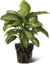 We Love Plants - Dieffenbachia Tropic Snow - 60 cm hoog - Luchtzuiverende plant