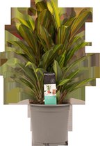 Decorum Cordyline Kiwi Toef Kamerplant - 60cm