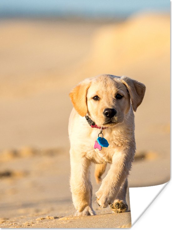Poster Chiot Labrador sur la plage papier 30x40 cm - petit - Tirage photo  sur Poster... | bol.com