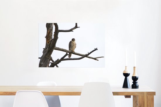 Poster Un faucon pèlerin sur la branche d'un arbre mort 60x40 cm - Tirage photo sur Poster (décoration murale salon / chambre)