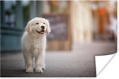 Poster Een Golden Retriever puppy lopend op de stoep - 30x20 cm