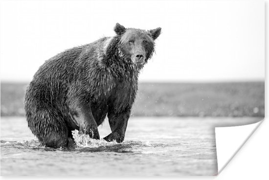 Poster - Een grizzly beer probeert vissen te vangen - zwart-wit