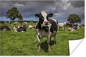 Kudde koeien te rusten in het weiland 180x120 cm XXL / Groot formaat! - Foto print op Poster (wanddecoratie woonkamer / slaapkamer)