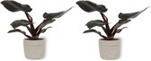 2x Kamerplant Philodendron Black Cardinal  | Speciale Kamerplant | ± 25cm hoog | 12cm diameter - in grijze sierzakt