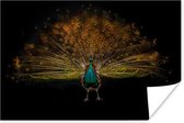 Blauwe pauw in het donker Poster 180x120 cm - Foto print op Poster (wanddecoratie woonkamer / slaapkamer) / Vogels Poster XXL / Groot formaat!