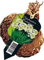 Ornithogalum Saundersiae los per 5 | zomerbloeier | wit