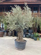 Olijfboom Olea Europaea bonsai XXL - 270cm