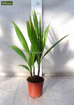 Washingtonia robusta Multistam - totale hoogte 50-70 cm - pot Ø 15cm - Palmen  - MyPalmShop