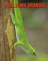 Phelsuma Grandis