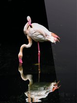 Cadeautip! Plexiglas schilderij - Flamingo - 60 x 80 cm - Day & Night - luxe ophangsysteem