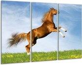 Glasschilderij Paard - Bruin, Blauw, Wit - 120x80cm 3Luik - Foto Op Glas - Geen Acrylglas Schilderij - GroepArt 6000+ Glas Art Collectie - Maatwerk Mogelijk