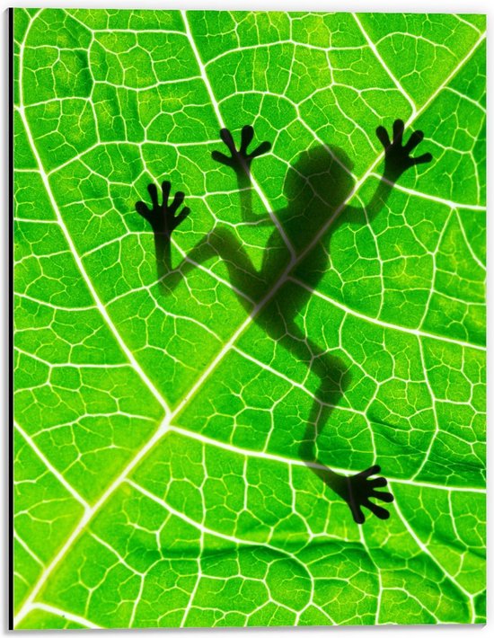 Dibond - Silhouet van Salamander op Groen Blad - 30x40cm Foto op Aluminium (Wanddecoratie van metaal)