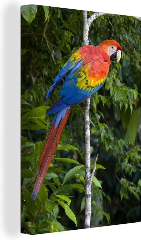 Canvas Schilderij Gekleurde papegaai in de wouden van het Nationaal park Manu in Peru - 40x60 cm - Wanddecoratie