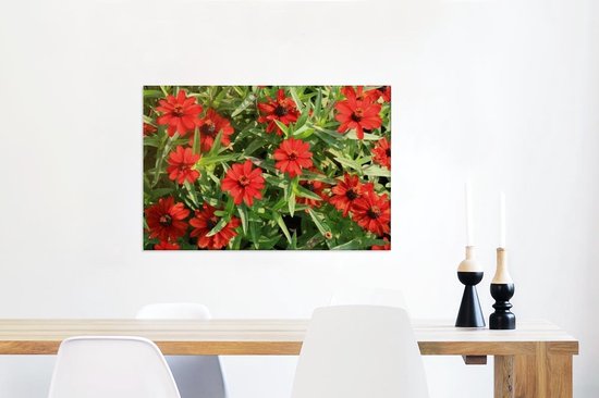 Rode zinnia bloemen tijdens een zonnige middag Canvas 120x80 cm - Foto print op Canvas schilderij (Wanddecoratie woonkamer / slaapkamer)