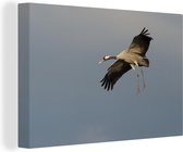 Canvas Schilderij Sierlijke Europese kraanvogel tijdens zijn vlucht - 60x40 cm - Wanddecoratie