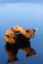 Wanddecoratie 70 x 50 cm wit Dibond  Schotse Hooglanders in het water – Vechtdal Hooglanders