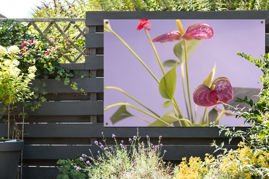 Affiche jardin - Toile jardin - Posters de jardin extérieur - Anthurium à fleurs rouges pour fond lilas - 120x80 cm - Jardin