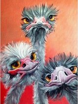 Diamond Painting  - 3 Struisvogels - 50x70 cm - Hobbypakket - Volledig te beplakken - Vierkante steentjes