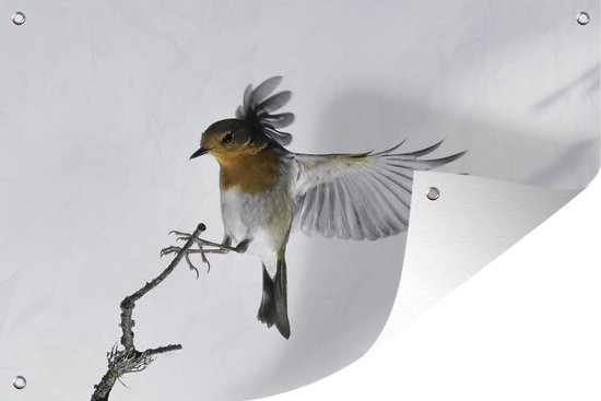 Affiche de jardin d'oiseaux gros plan en vrac 60x40 cm - petit - Toile de  jardin /