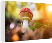 Champignon au coucher du soleil sur toile 2cm 120x80 cm - Tirage photo sur toile (Décoration murale salon / chambre)