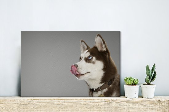 Husky lèche le nez sur toile 2cm 30x20 cm - petit - Tirage photo sur toile (Décoration murale salon / chambre) / animaux sauvages Peintures sur toile