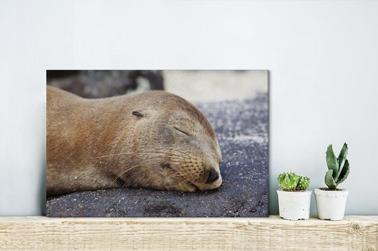 Tableau sur toile Gros plan - Animaux - Pierres - 30x20 cm - Décoration murale