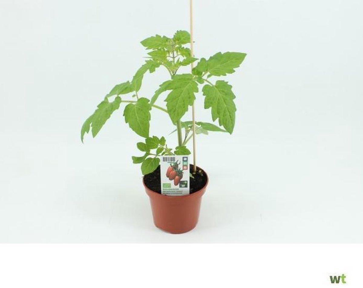 San Marzano Tomaat (12 cm pot) groenteplantje tuin op tafel