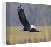 Canvas Schilderij Zwevende zeearend - 120x90 cm - Wanddecoratie