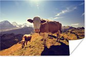 Twee Alpen koeien in de zon poster 60x40 cm - Foto print op Poster (wanddecoratie woonkamer / slaapkamer) / Boerderijdieren Poster