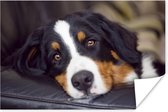 Un Berner couché sur le canapé Poster 90x60 cm - Tirage photo sur Poster (décoration murale salon / chambre) / Poster Animaux domestiques