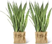 We Love Plants - Sansevieria Kirkii + Mand Dylan - 2 stuks - 50 cm hoog - Vrouwentong