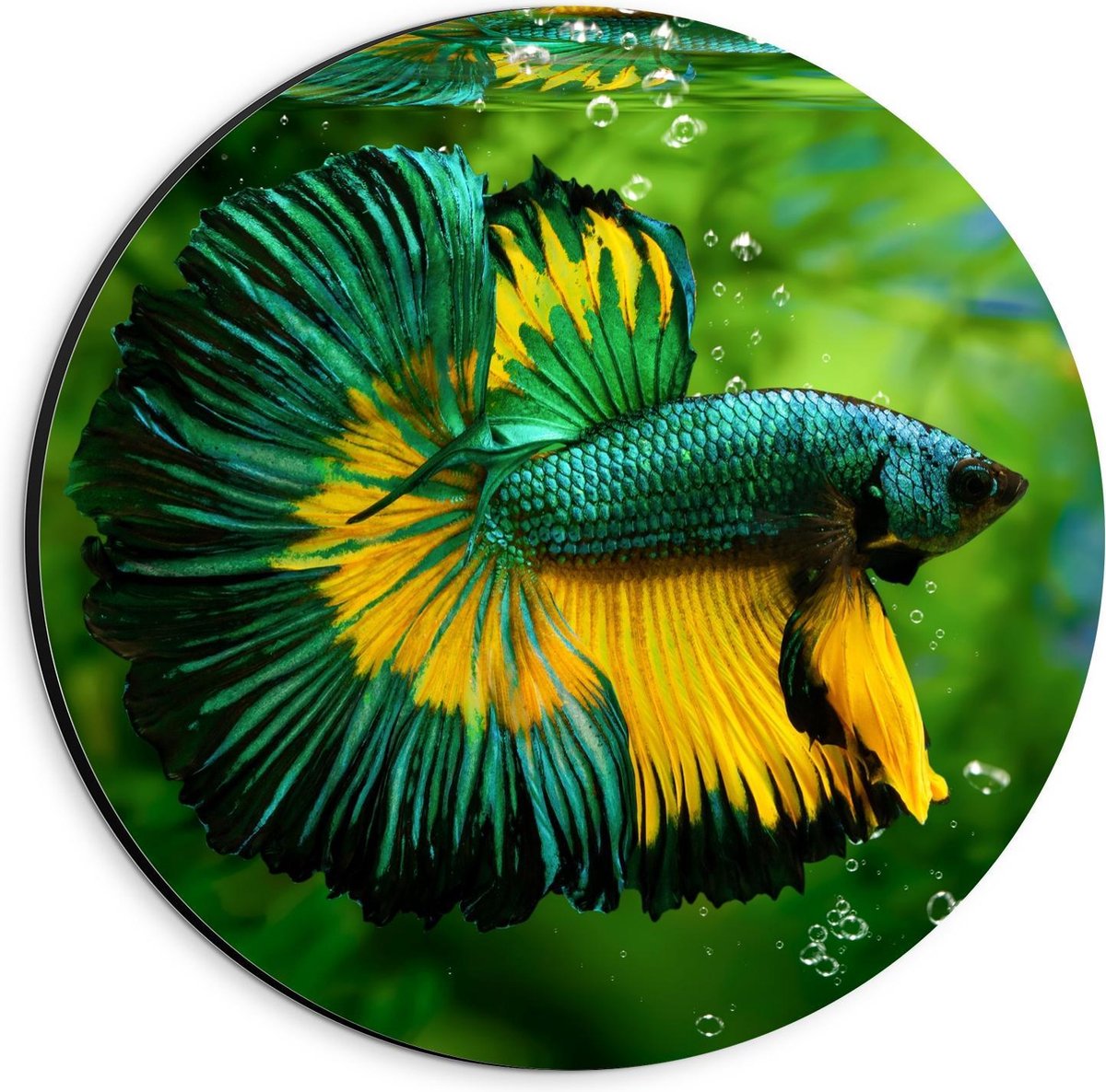 Dibond Wandcirkel - Groen/Gele Vis in Aquarium - 20x20cm Foto op Aluminium Wandcirkel (met ophangsysteem)