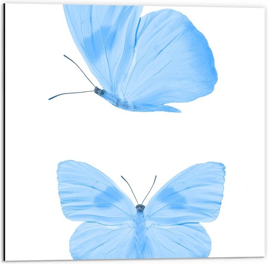 Dibond - Twee Blauwe Vlinders op Witte Achtergrond - 50x50cm Foto op Aluminium (Wanddecoratie van metaal)